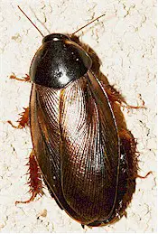 The Surinam cockroach, Pycnoscelus surinamensis. Picture from www.diertjevandedag.classy.be 