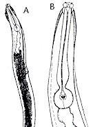 Hembra (A) y extremo anterior (B) de un adulto de Skrjabinema spp. © J. Kaufmann / Birkhäuser Verlag