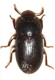 Escarabajo Alphitobius, vector de Subulura spp. Imagen tomada de Wikipedia Commons.