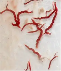 Syngamus trachea adult worms. Picture from https://datashare.is.ed.ac.uk/handle/10283/2201.