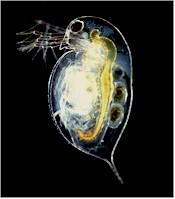 Ejemplar de pulga de agua, hospedador intermediario. Imagen tomada de Wikipedia commons.