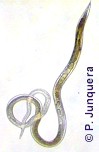 Hembra adulta de Trichostrongylus axei
