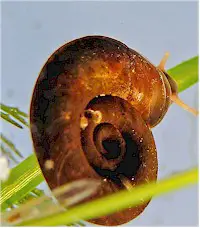 Planorbis snail, intermediate host of Alaria flukes. Picture from www.submers.org