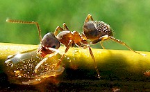 Hormiga del género Lasius, hospedador intermediario de Dicrocoelium. Imagen tomada de Wikipedia Commons