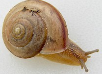 Snail of the genus Bradybaena. Picture from www.jaxshells.org.
