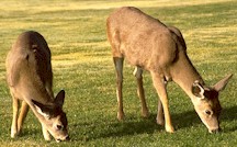 Deer are the natural final hosts of Fascioloides magna