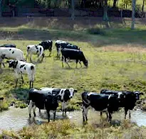 To avoid: livestock grazing in flooded pasture harboring potential fluke vectors. Picture from pa.water.usgs.gov-projects-microweb-blue_marsh