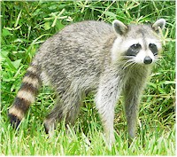 Raccoons are the main final hosts of Heterobilharzia americana. Picture fom Wikipedia Commons.