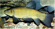 Tench (Tinca tinca) can be intermediate hosts of the cat liver fluke. Picture form Wikipedia Commons