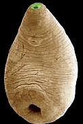Adult Paramphistomum fluke. Picture taken from www.wurmkur-tiere.de