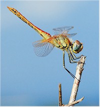 Dragonflies are intermediate hosts of Prosthogonimus flukes. Picture from Wikipedia commons.