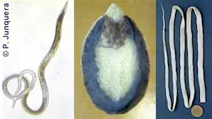 Parasites controlled by benzimidazoles. Left: roundworm. Center: liver fluke. Right: tapeworm