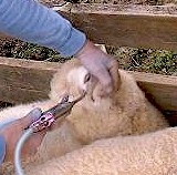 Administración de una suspensión oral a una oveja usando un dosificador. Imagen tomada de www.2farm.co.nz.