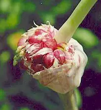 Garlic is said to show anthelmintic efficacy. Picture com www.ivo.org.ir.