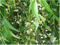 Hojas y flores de Azadirachta indica. Imagen tomada de Wikipedia Commons