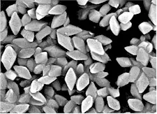 Cristales de proteina de Bacillus thuringiensis. Imagen tomada de commons.wikipedia.org
