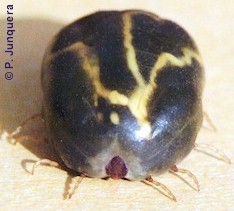 Engorged adult female Boophilus (Rhipicephalus) microplus