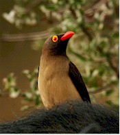 Picabuey africano (Buphagus africanus). Imagen tomada de commons.wikipedia.org