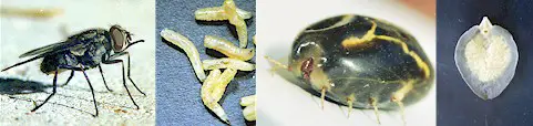 De izquierda a derecha: Mosca del establo; larvas de moscas, Boophilus microplus, Fasciola hepatica