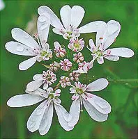 Flowers of coriander (CORIANDRUM SATIVUM). Picture taken from Wikipedia Commons
