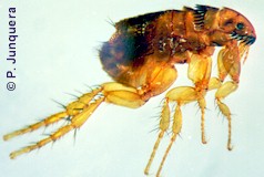 Female cat flea (Ctenocephalides felis)