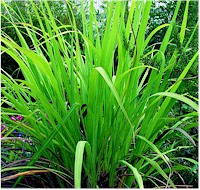 Planta de PALMAROSA (Cymbopogon martinii). Imagen tomada de Wikipedia Commons