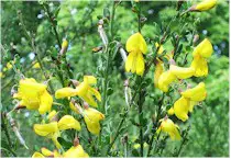 Flowers of the Common Broom. Picture taken from Wikipedia Commons.