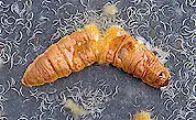 Entomopathogenic nematodes emerging from a dead insect. Picture from Wikipedia Commons