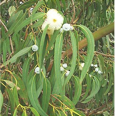 Hojas, flores y frutos de EUCALYPTUS GLOBULUS. Imagen tomada de Wikipedia Commons