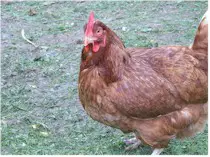 Las gallinas consumen garrapatas e insectos de todo tipo. Imagen tomada de commons.wikipedia.org