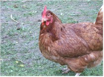 Chicken feed on insects and ticks. Picture from Wikipedia commons.