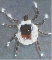 Tick infected with Metarhizium anisopliae. Picture from www.abim.ch