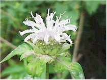 Monarda fistulosa flower. Picture from Wikipedia Commons.