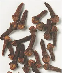 Dried flower buds of clove (SYZYGIUM AROMATICUM). Picture taken from www.kew.org