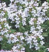 Flores de tomillo (Thymus vulgaris). Imagen tomada de Wikipedia Commons