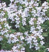 Thyme flowers (Thymus vulgaris). Picture taken from Wikipedia Commons