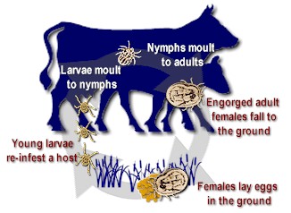 Life cycle of a one-host tick. © P. Junquera