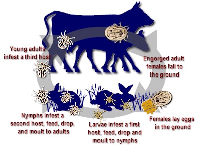 Life-cycle of a multi-host hard tick (Ixodid). © Copyright by P. Junquera