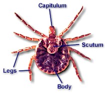 Anatomy of a hard tick (Ixodid)