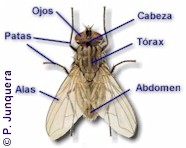 Anatomía de una mosca