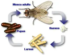 Metamorfosis completa de un insecto (mosca)