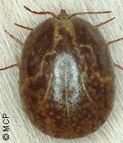 Amblyomma cajennense, hembra adulta repleta. Imagen de M. Campos Pereira