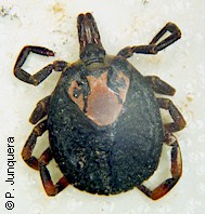 Hembra adulta no repleta de Amblyomma hebraeum