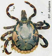 Amblyomma hebraeum, unengorged adult male. unengorged