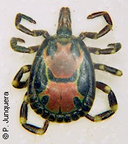 Macho adulto de Amblyomma variegatum