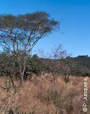 Monte sin desbrozar, típico terreno de garrapatas Amblyomma.