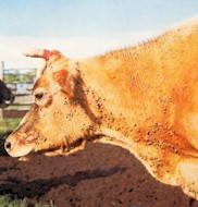 Boophilus microplus ticks on cattle.