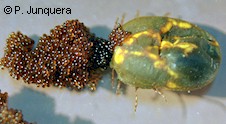 Garrapata Boophilus microplus hembra poniendo huevos