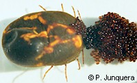 Egg-laying engorged female cattle tick (Boophilus microplus)