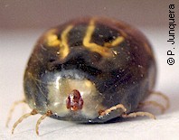 Cattle tick (Boophilus = Rhipicephalus microplus): engorged adult female 